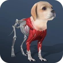 Idle Pet - Create cell by cell (ВЗЛОМ, все персонажи разблокированы/ бесплатные покупки) - Иконка